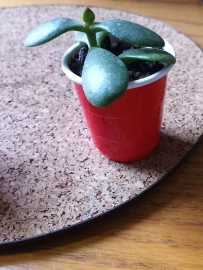Jade succulents - Thumbnail 4