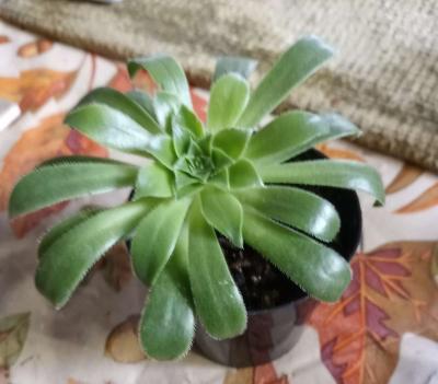 Aeonium succulents - Thumbnail 4