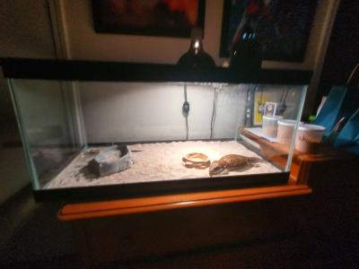 selling juvenile  female savannah monitor - Thumbnail 6
