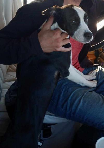 Cane Corso Puppy - Thumbnail 2