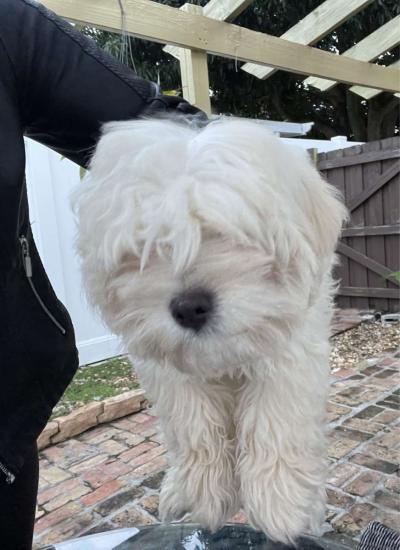 MALTESE MALE - Thumbnail 3