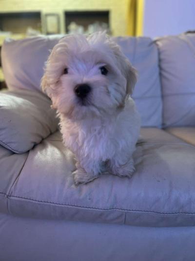 MALTESE MALE - Thumbnail 4