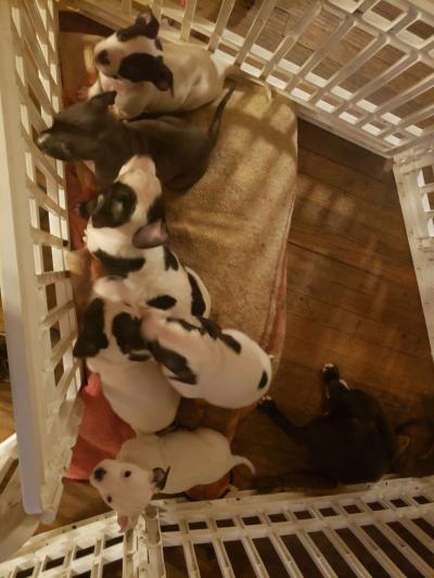 Pit Bull Puppies - Thumbnail 2