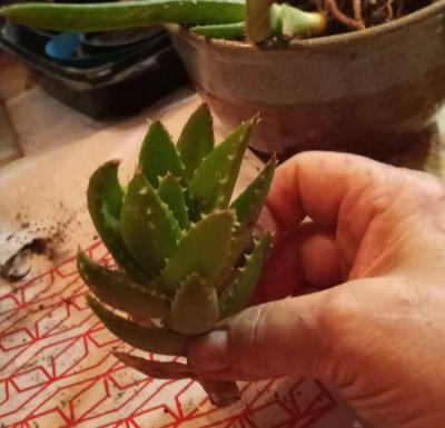 succulents mitre aloe - Thumbnail 2