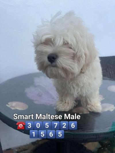 MALTESE MALE - Thumbnail 2