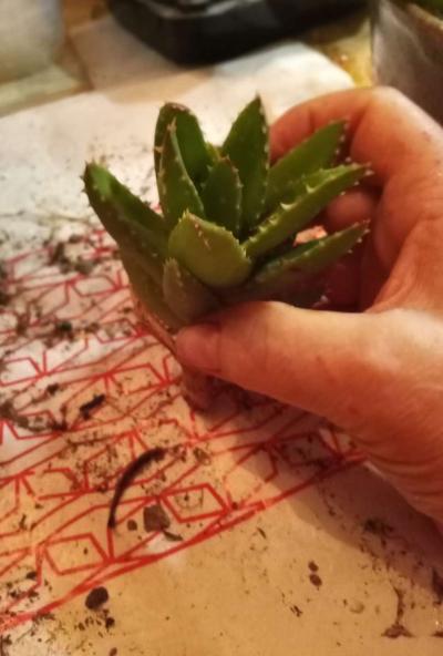 succulents mitre aloe - Thumbnail 6