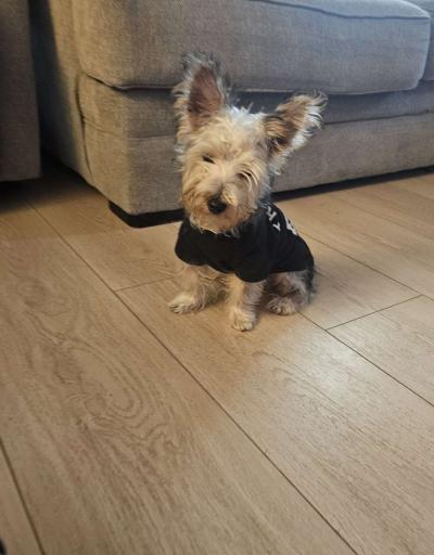 Yorkie pure breed