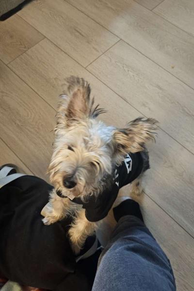 Yorkie pure breed - Thumbnail 2
