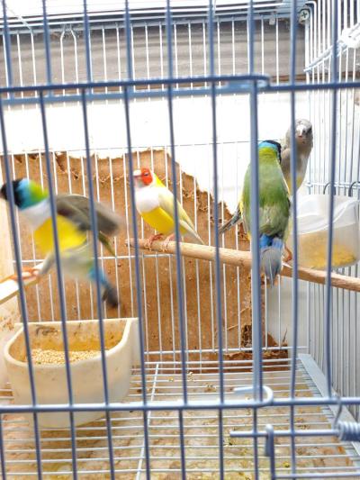 ladygoldian finch - Thumbnail 3