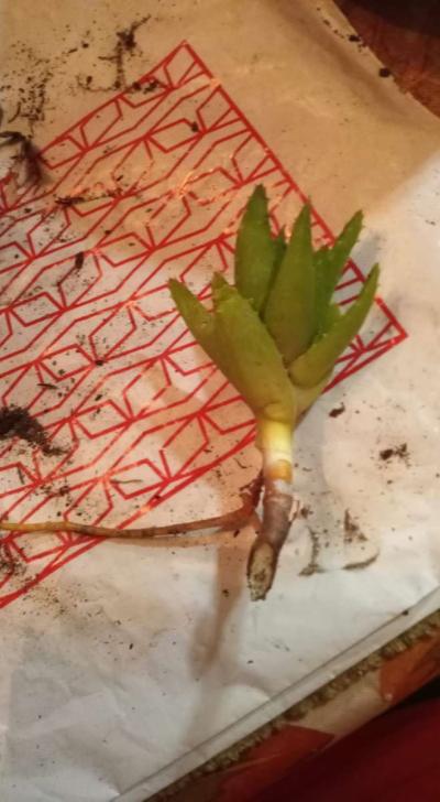 succulents mitre aloe - Thumbnail 4