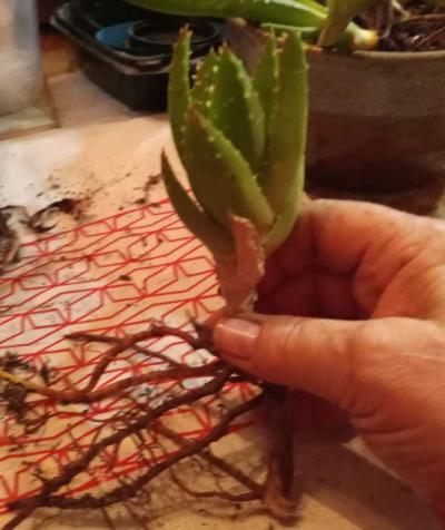 succulents mitre aloe - Thumbnail 3