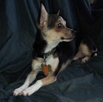 Chihuahua - Thumbnail 3