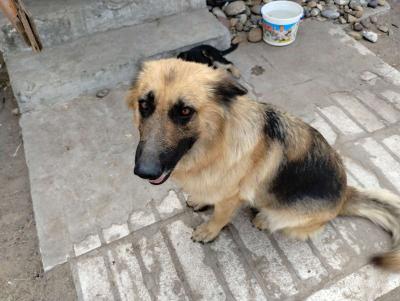 German Sheperd puppies - Thumbnail 5