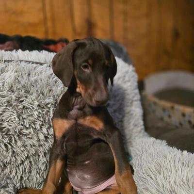 Doberman puppies - Thumbnail 3