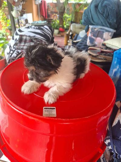 cachorros Yorkis Mix Chiguagua - Thumbnail 2