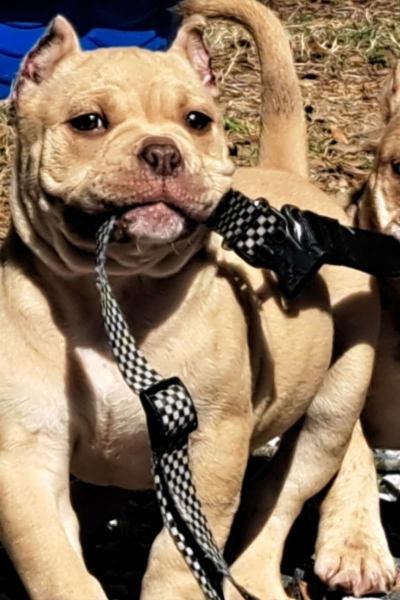 pocket bullies - Thumbnail 5