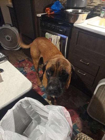 Old English Mastiff Puppies - Thumbnail 3