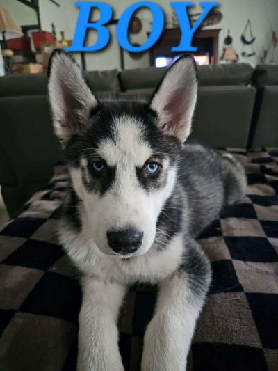 Siberian Huskies - Thumbnail 4