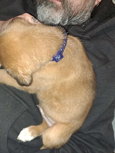 Old English Mastiff Puppies - Thumbnail 6