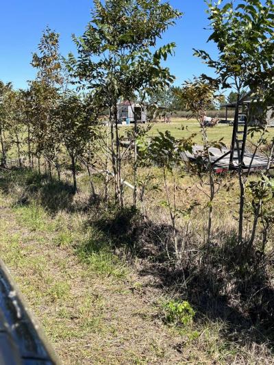 pecan trees - Thumbnail 3