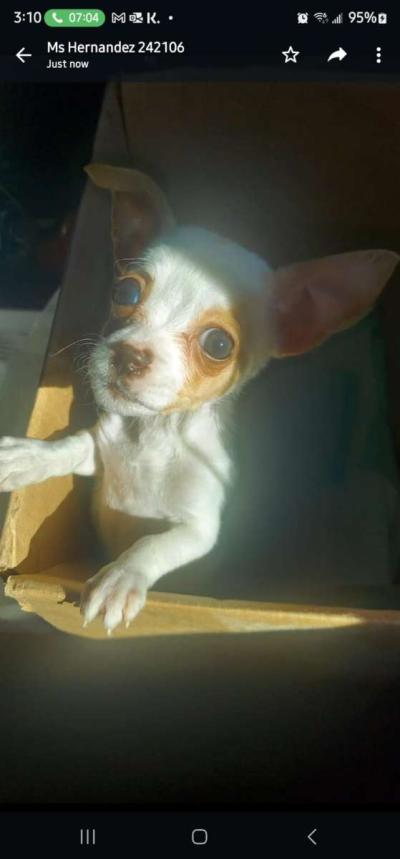 Apple head chihuahua - Thumbnail 2