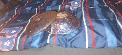 vintage Pyrex baking bowls and mixing bowls  pans - Thumbnail 3