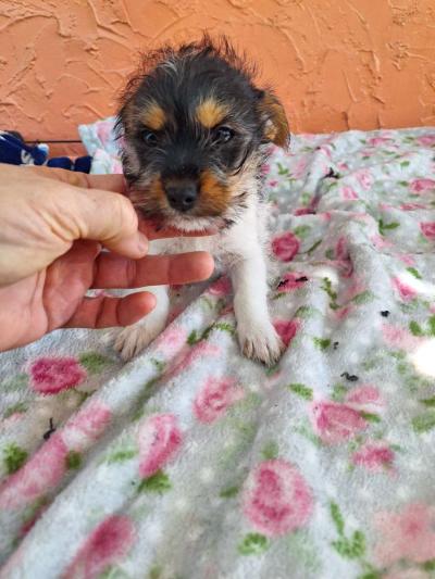 cachorros Yorkis Mix Chiguagua - Thumbnail 4