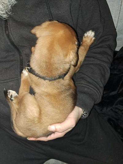 Old English Mastiff Puppies - Thumbnail 2