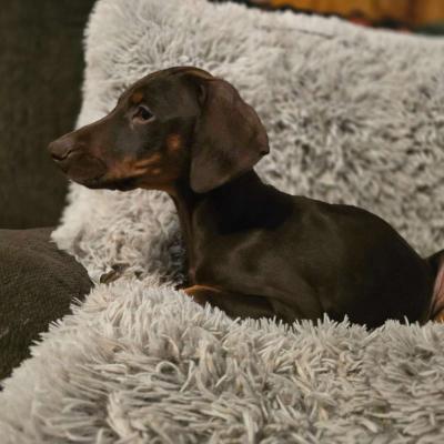 Doberman puppies - Thumbnail 4