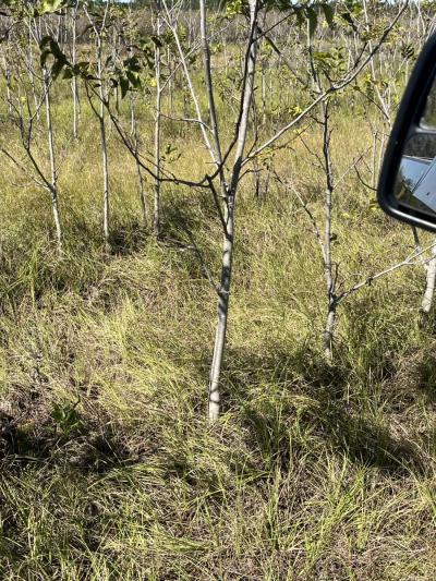 pecan trees - Thumbnail 4