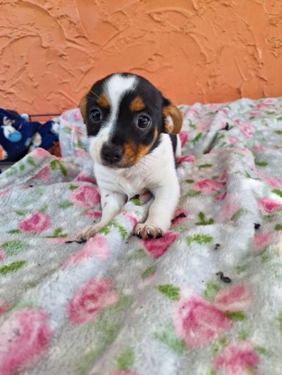 cachorros Yorkis Mix Chiguagua - Thumbnail 5