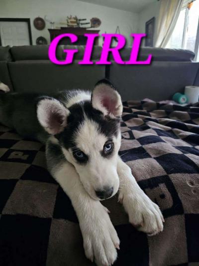 Siberian Huskies - Thumbnail 2