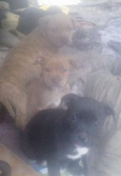 puppies yellow Jon sandman - Thumbnail 4