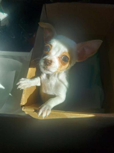 Apple head chihuahua - Thumbnail 3