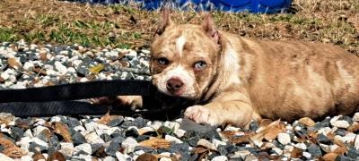 pocket bullies - Thumbnail 4