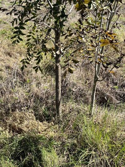 pecan trees - Thumbnail 2