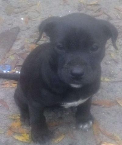 puppies yellow Jon sandman - Thumbnail 2