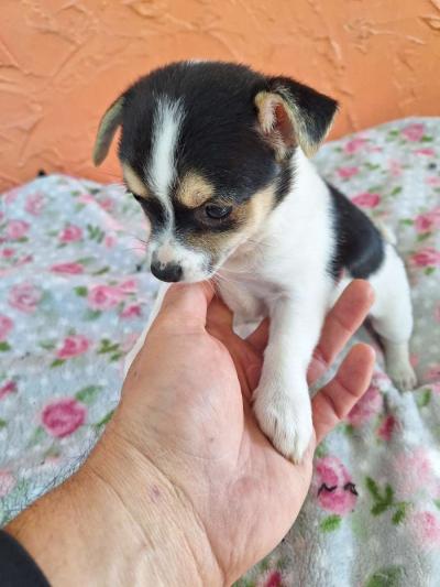 cachorros Yorkis Mix Chiguagua - Thumbnail 6