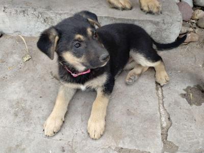 German Sheperd puppies - Thumbnail 3