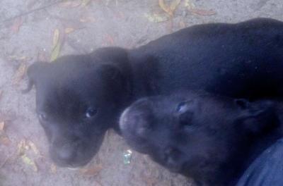 puppies yellow Jon sandman - Thumbnail 5