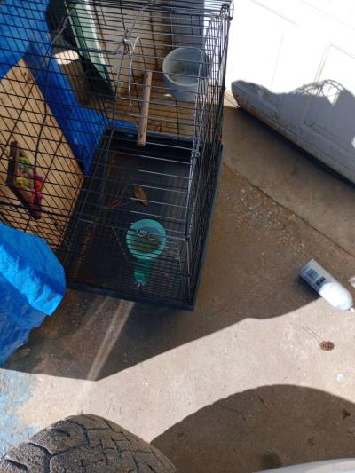 Bird Cage - Thumbnail 2