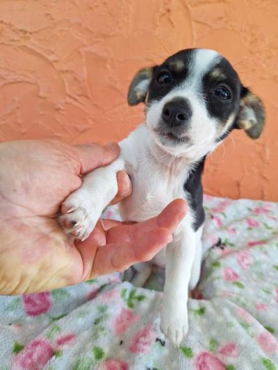 Chiguagua mix yorkis - Thumbnail 6