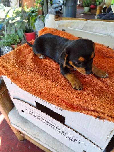 cachorros Yorkis Mix Chiguagua - Thumbnail 3