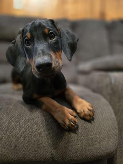 Doberman puppies - Thumbnail 2