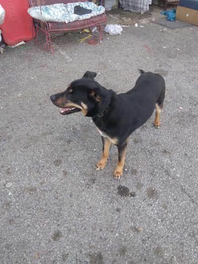 two German Shepherds - Thumbnail 2