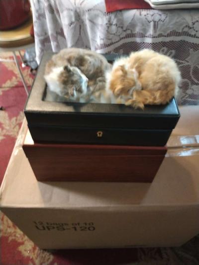 everything - Thumbnail 2