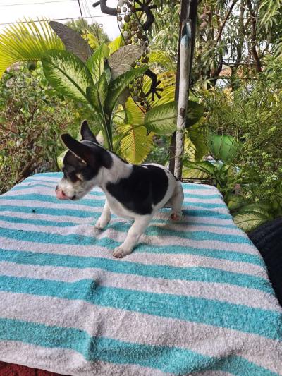 Chiguagua hembra cariosa - Thumbnail 2