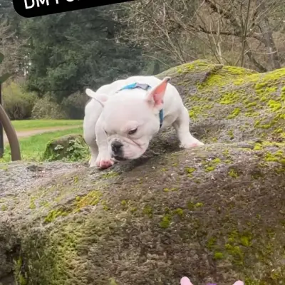 Exotic Bully - Thumbnail 3