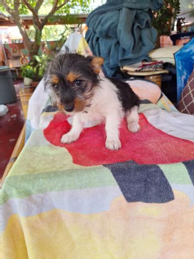 cachorros Yorkis Mix Chiguagua - Thumbnail 6