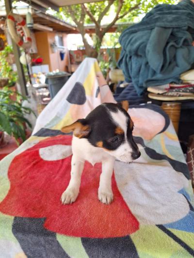 cachorros Yorkis Mix Chiguagua - Thumbnail 3